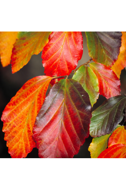 Парротія перська